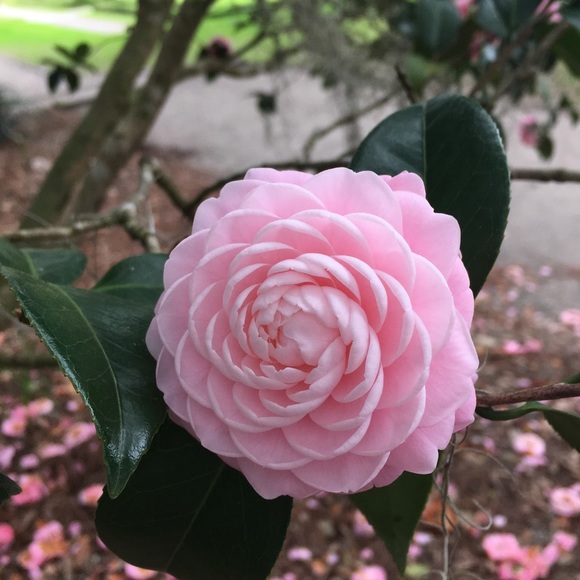 Meet your Posher, Silvia - Picture 1 of 1